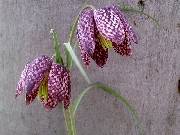 Fritillaria meleaugris